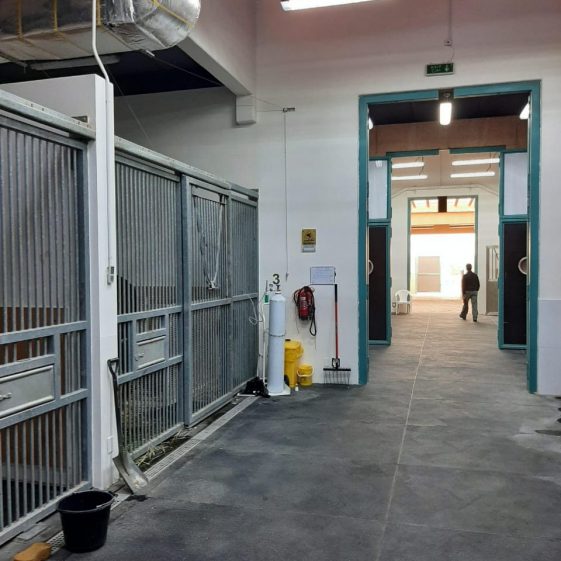 The Equine Hospital