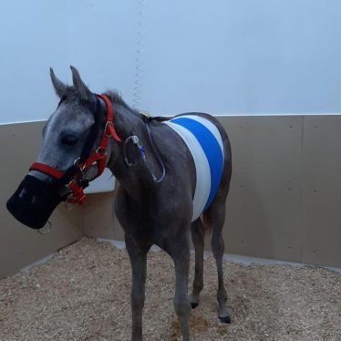 The Equine Hospital